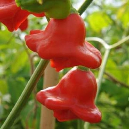 Pepper 'Aji Orchid'