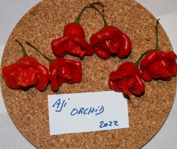 Pepper 'Aji Orchid'