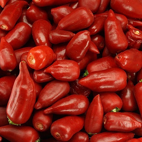 Peper 'Aji Benito'