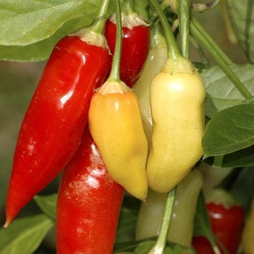 Peper 'Aji Blanco Cristal'