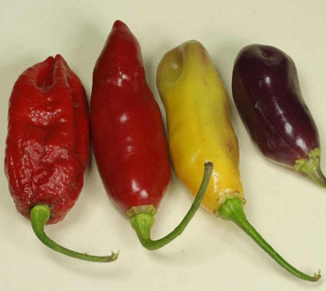 Peper 'Aji Cajamarca'