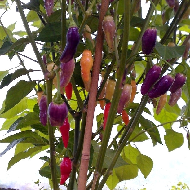 Peper 'Aji Cajamarca'