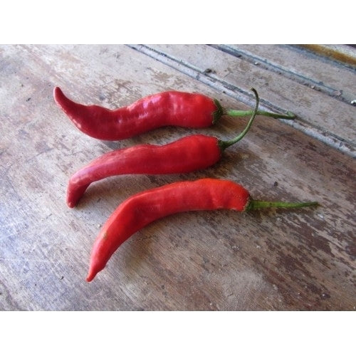 Peper 'Aji Colorado'