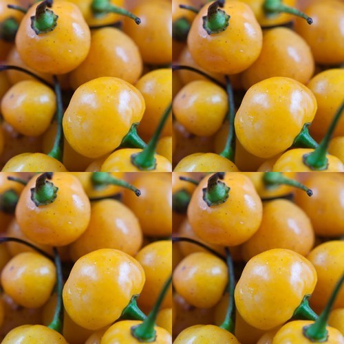 Peper 'Aji Charapita'