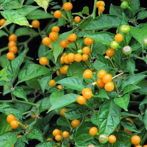 Peper 'Aji Charapita'