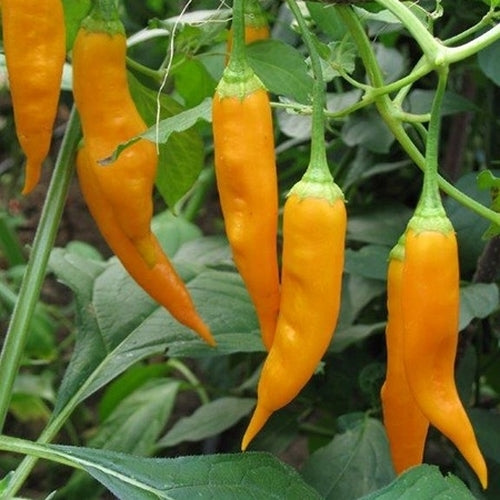 Peper 'Aji Golden'