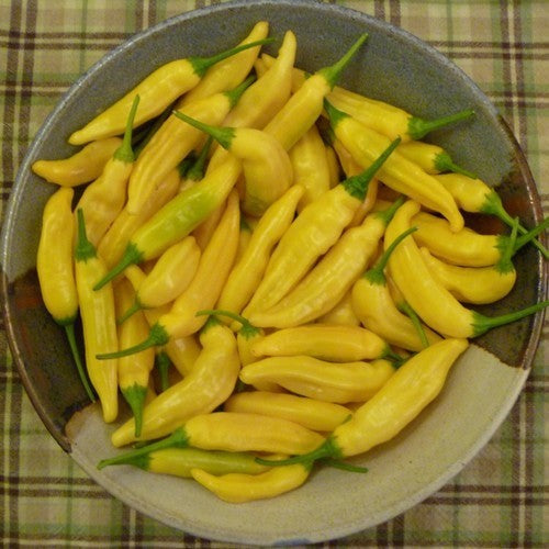 Peper 'Aji Pineapple'