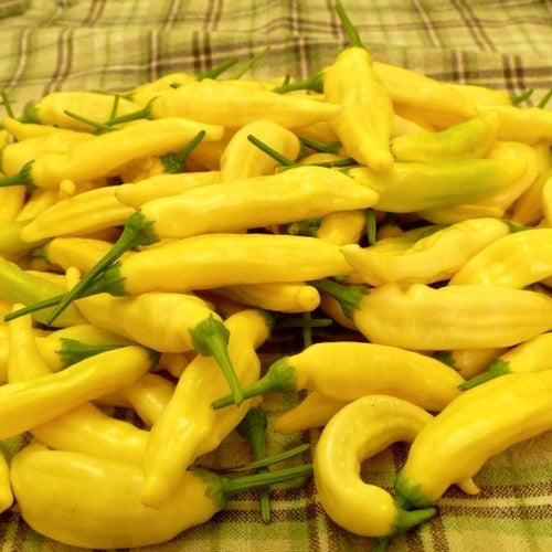Peper 'Aji Pineapple'