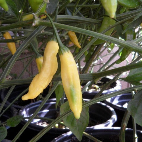 Peper 'Aji Pineapple'