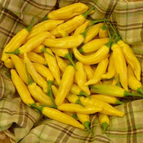 Peper 'Aji Pineapple'