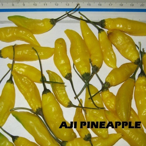 Peper 'Aji Pineapple'