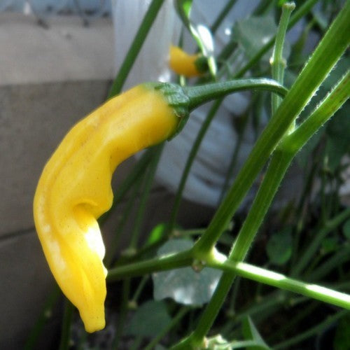 Peper 'Aji Pineapple'