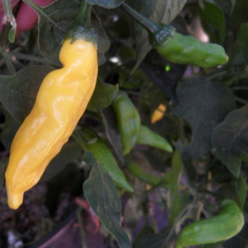 Peper 'Aji Pineapple'