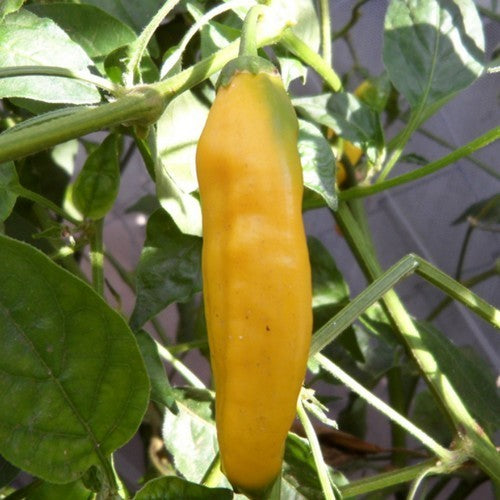 Peper 'Aji Pineapple'