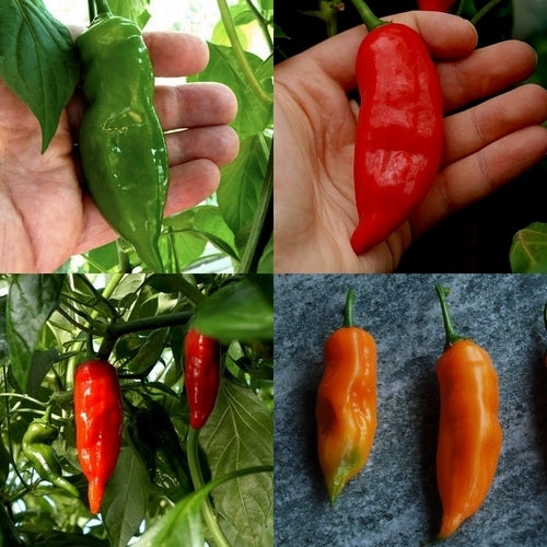 Peper 'Aji Verde'