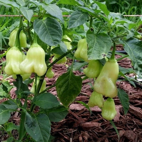 Peper 'Aji White Fantasy'