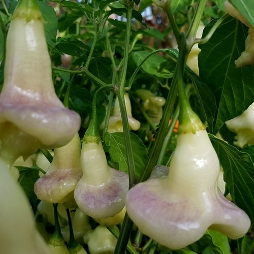 Peper 'Aji White Fantasy'
