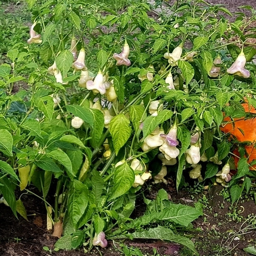Peper 'Aji White Fantasy'