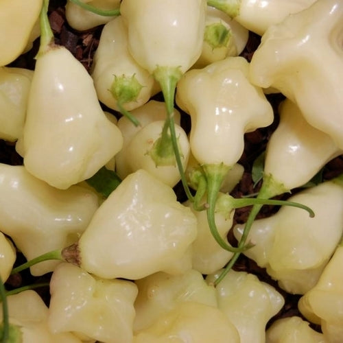 Peper 'Aji White Fantasy'
