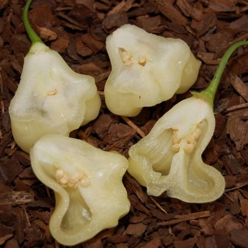 Peper 'Aji White Fantasy'