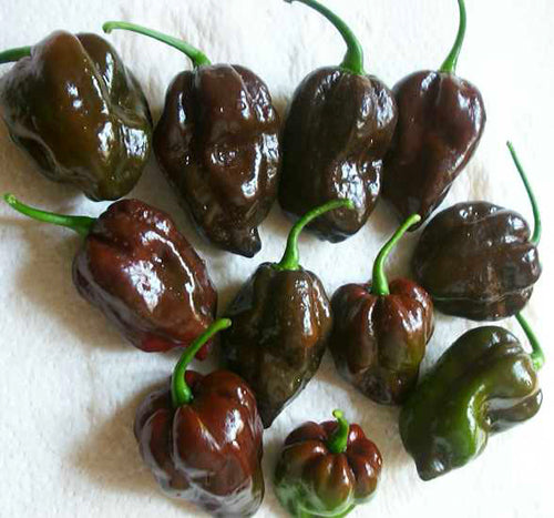 Peper Adjuma-Type 'Chocolate' / 'Habanero Chocolate'