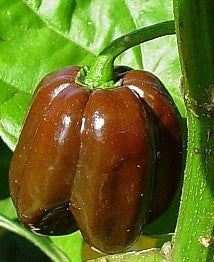 Peper Adjuma-Type 'Chocolate' / 'Habanero Chocolate'