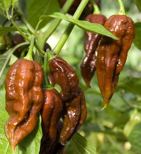 Peper Adjuma-Type 'Chocolate' / 'Habanero Chocolate'