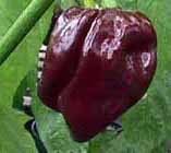 Peper Adjuma-Type 'Chocolate' / 'Habanero Chocolate'