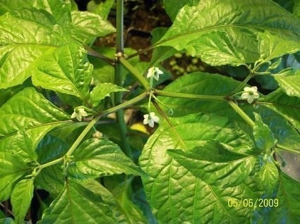 Peper Adjuma-Type 'Chocolate' / 'Habanero Chocolate'