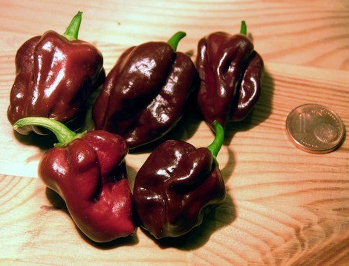 Peper Adjuma-Type 'Chocolate' / 'Habanero Chocolate'