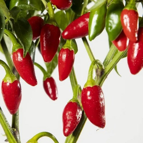 Pepper 'Aji Picante de Eusebio'