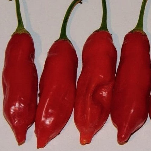 Peper 'Aji Magyar'