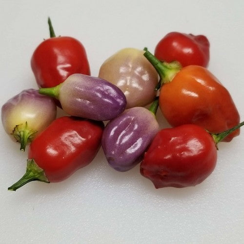 Peper 'Aji Ayuyo'