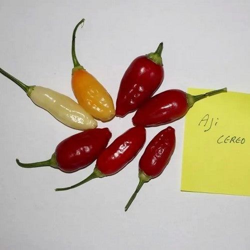 Pepper 'Aji Cereo'