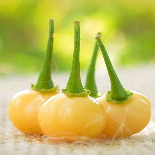 Peper 'Aji Charapita Peach'