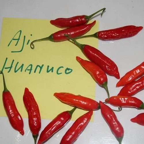 Pepper 'Aji Huanuca'