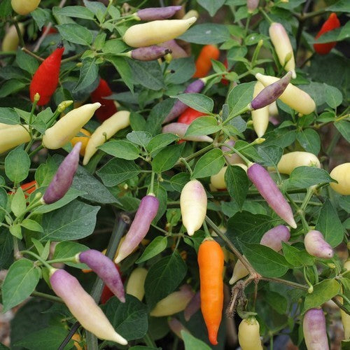 Peper 'Aji Omnocolor'