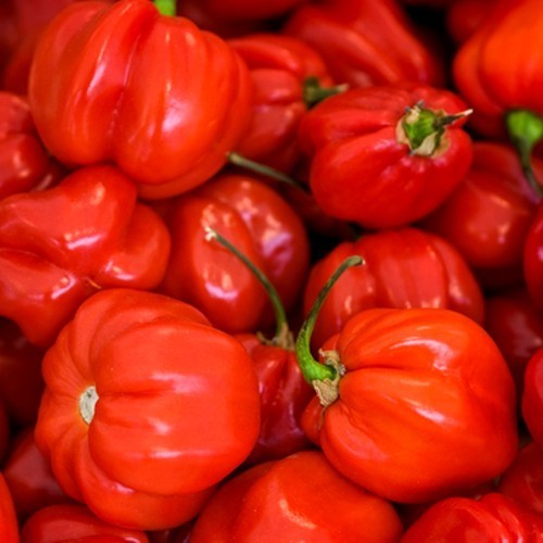 Peper Adjuma-Type 'Ata Big' / Habanero Ata Big''