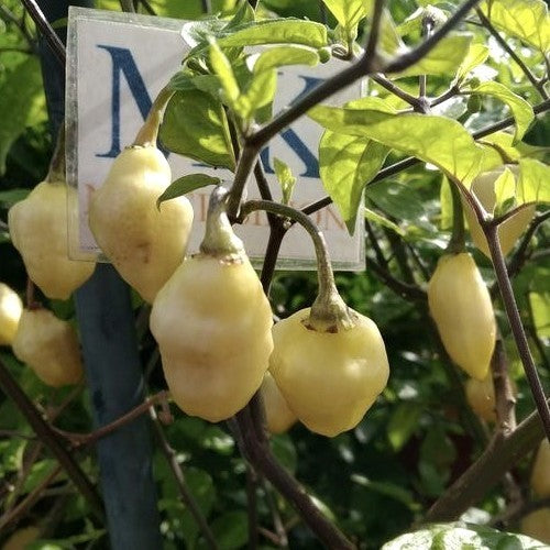 Peper Adjuma-Type 'Bumpy White' / 'Habanero Bumpy White'