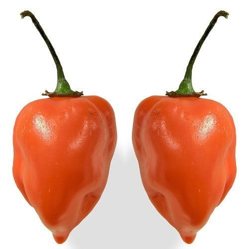 Pepper Adjuma-Type 'Orange' / 'Habanero Orange'