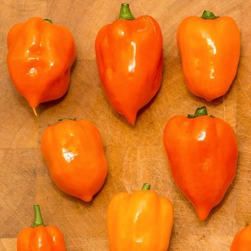 Pepper Adjuma-Type 'Orange' / 'Habanero Orange'