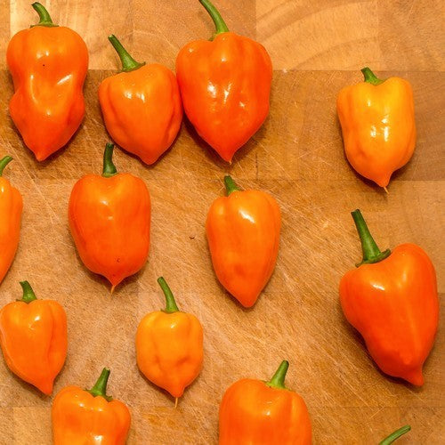 Pepper Adjuma-Type 'Orange' / 'Habanero Orange'