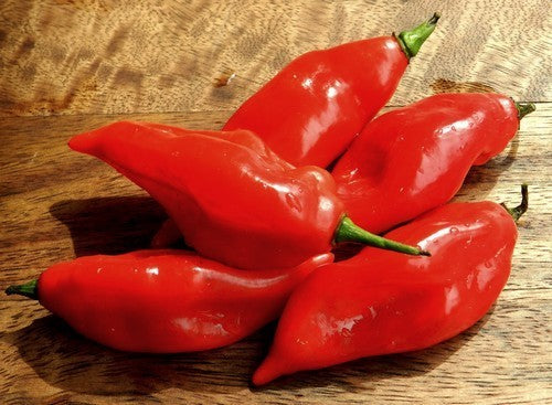 Peper Adjuma-Type 'Paper Lantern' / 'Habanero Paper Lant'