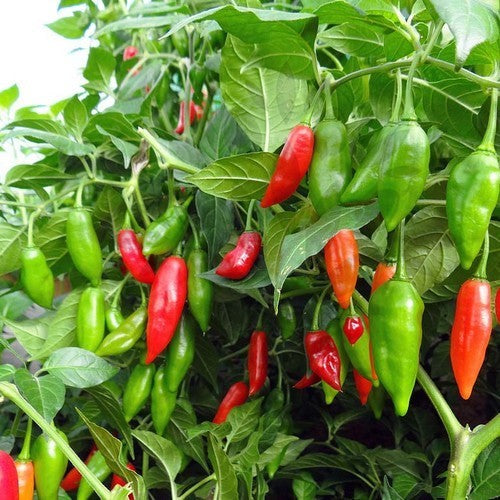 Peper Adjuma-Type 'Paper Lantern' / 'Habanero Paper Lant'