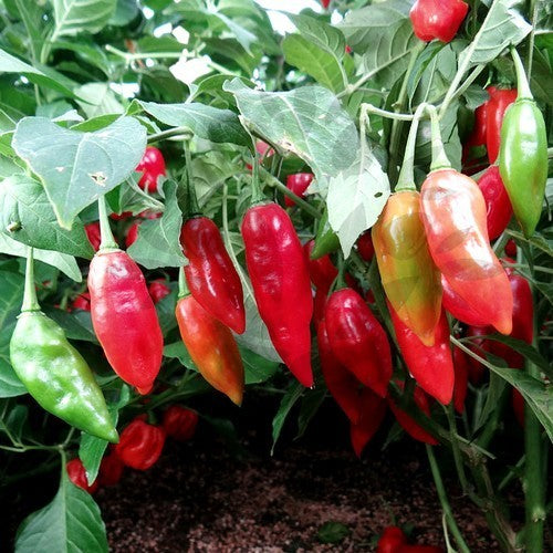 Peper Adjuma-Type 'Paper Lantern' / 'Habanero Paper Lant'