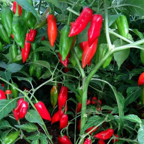 Peper Adjuma-Type 'Paper Lantern' / 'Habanero Paper Lant'