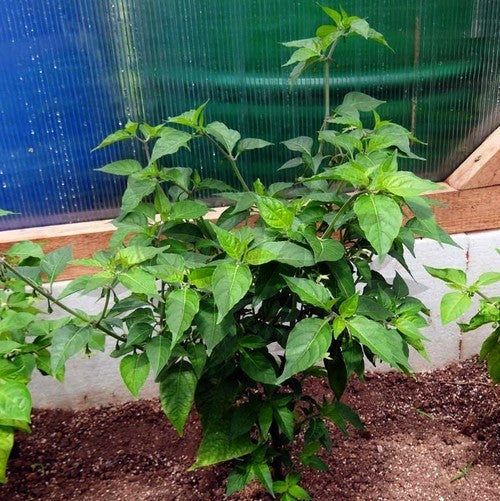 Peper Adjuma-Type 'Paper Lantern' / 'Habanero Paper Lant'