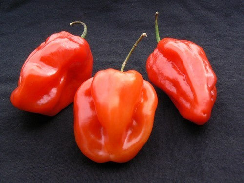 Adjuma-Type Pepper 'Red' / 'Habanero Red'