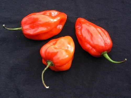 Adjuma-Type Pepper 'Red' / 'Habanero Red'