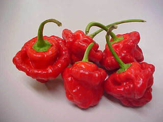 Adjuma-Type Pepper 'Red' / 'Habanero Red'